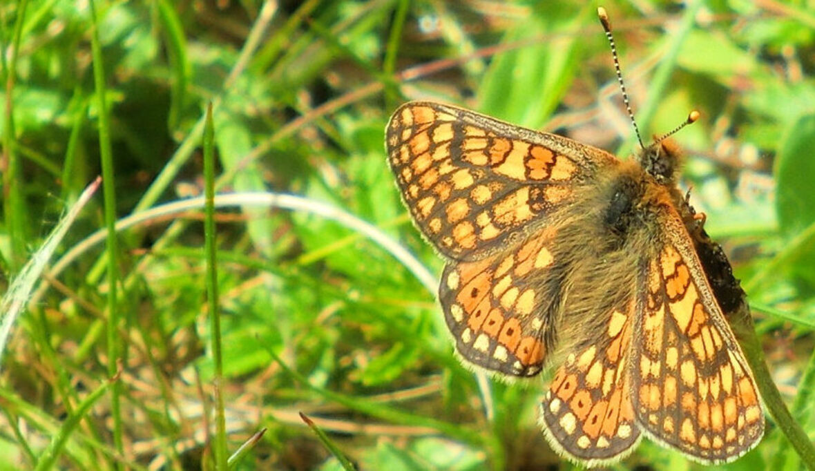 Artenschutz grenzübergreifend – für den Goldenen Scheckenfalter