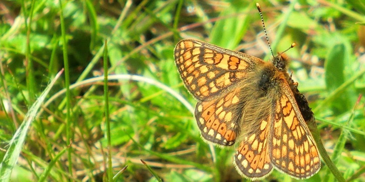 Artenschutz grenzübergreifend – für den Goldenen Scheckenfalter