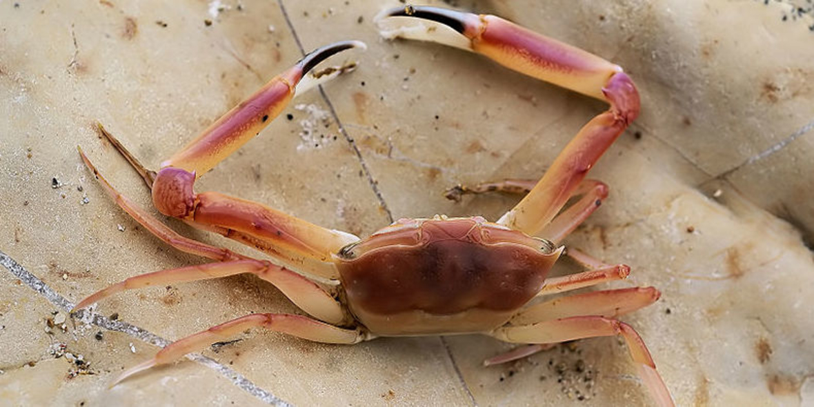 Eingewanderte Krabbe breitet sich aus