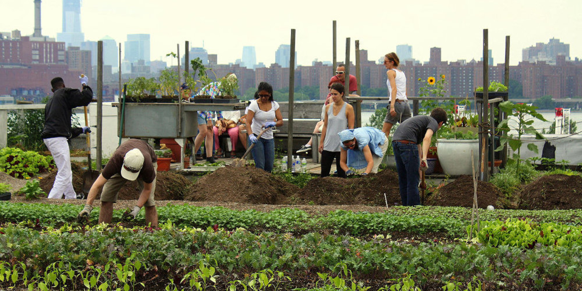 Mehr Grün auf Berliner Dächern?