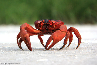 Die Rote Landkrabbe ist auf Christmas Island endemisch. Rund 40 Millionen Tiere leben im Regenwald.