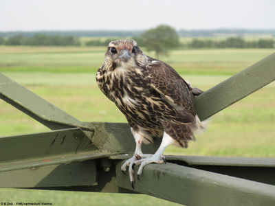 Trotz des neuerlichen Bruterfolgs ist der Sakerfalke in Österreich eine bedrohte Tierart.