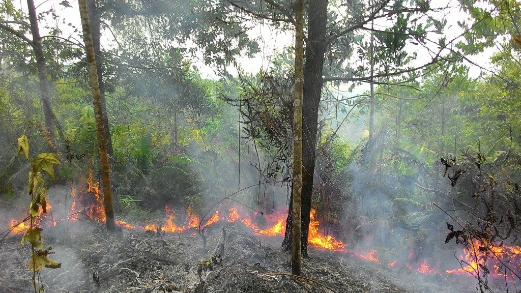 Feuer bedroht die Orang-Utans.