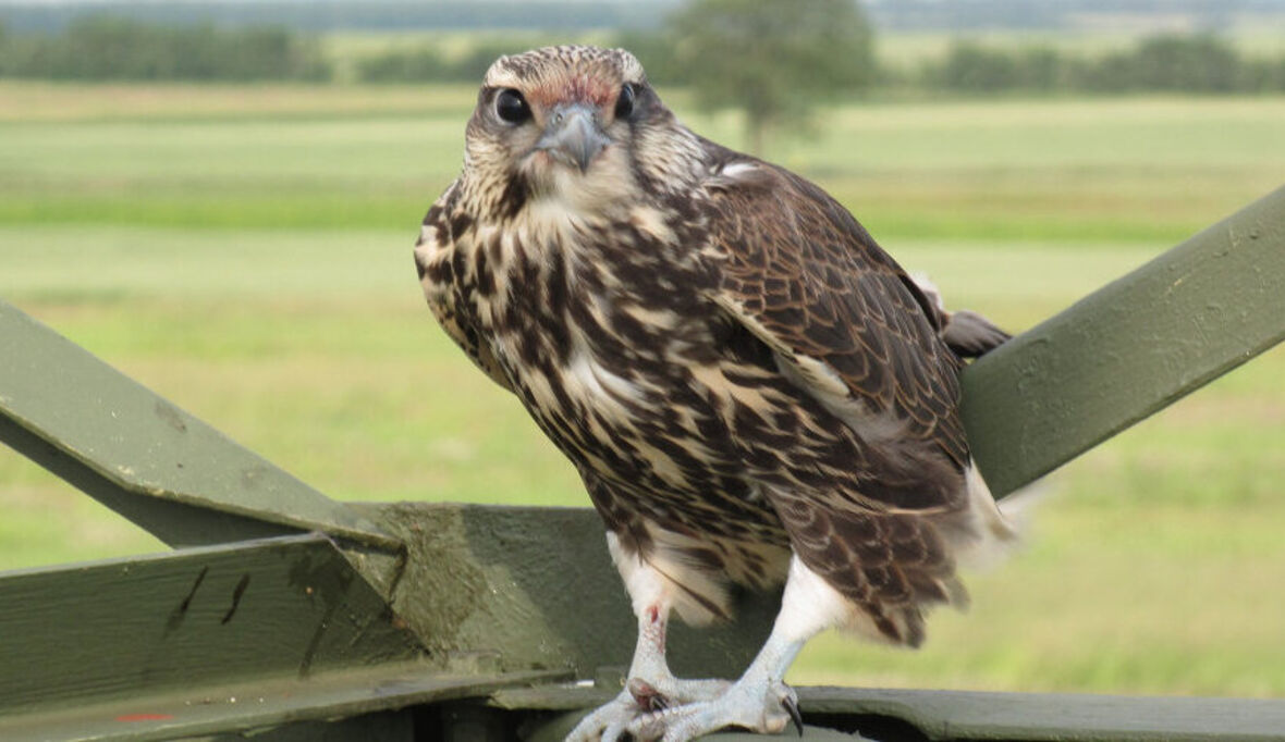 Sakerfalken: 64 Jungvögel in Brutsaison 2016 sind neuer Rekord