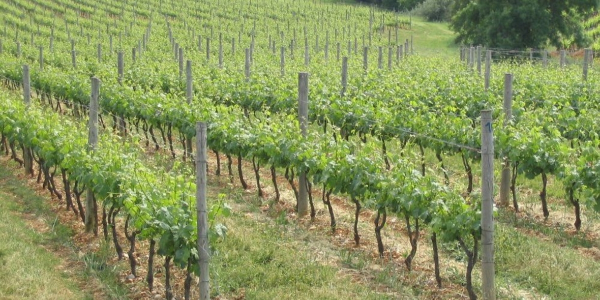 Biowein auf Wachstumskurs