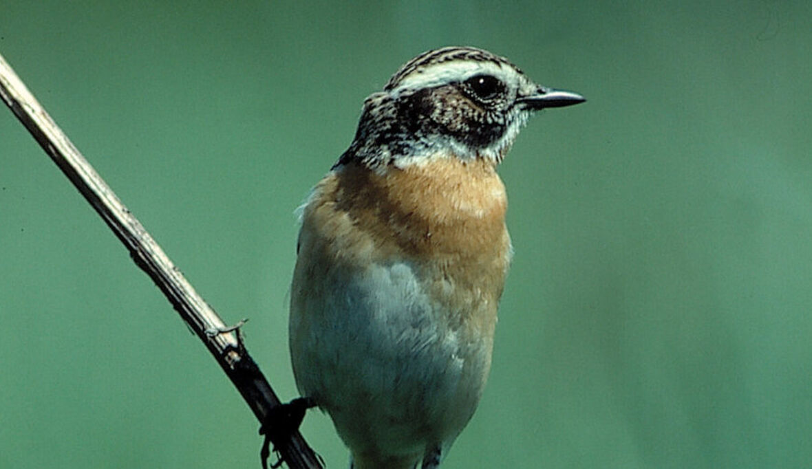Verkehrslärm bedroht Artbestand von Singvögeln