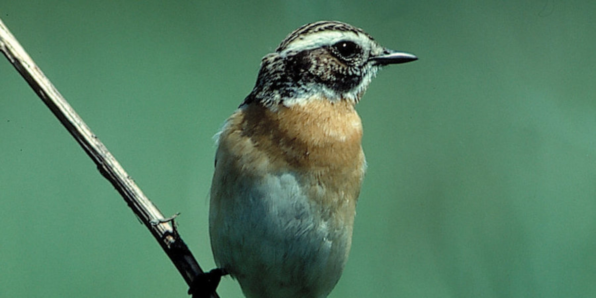 EU-Naturschutz-Richtlinien bleiben
