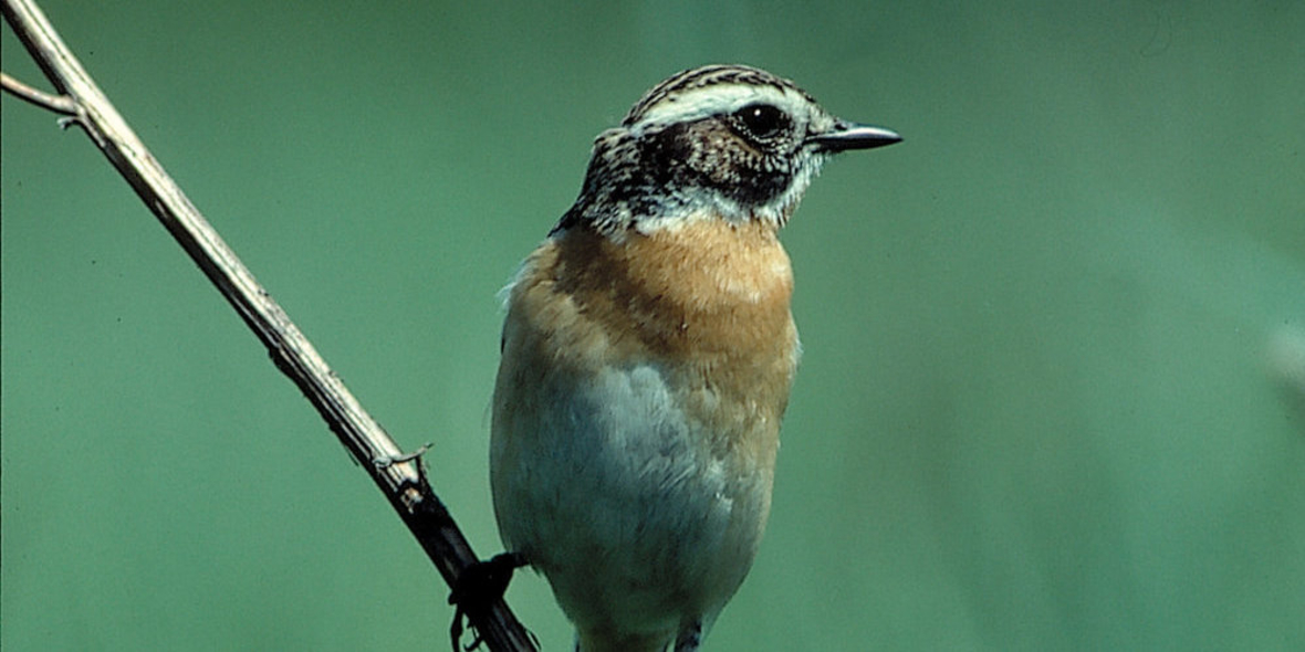 Verkehrslärm bedroht Artbestand von Singvögeln
