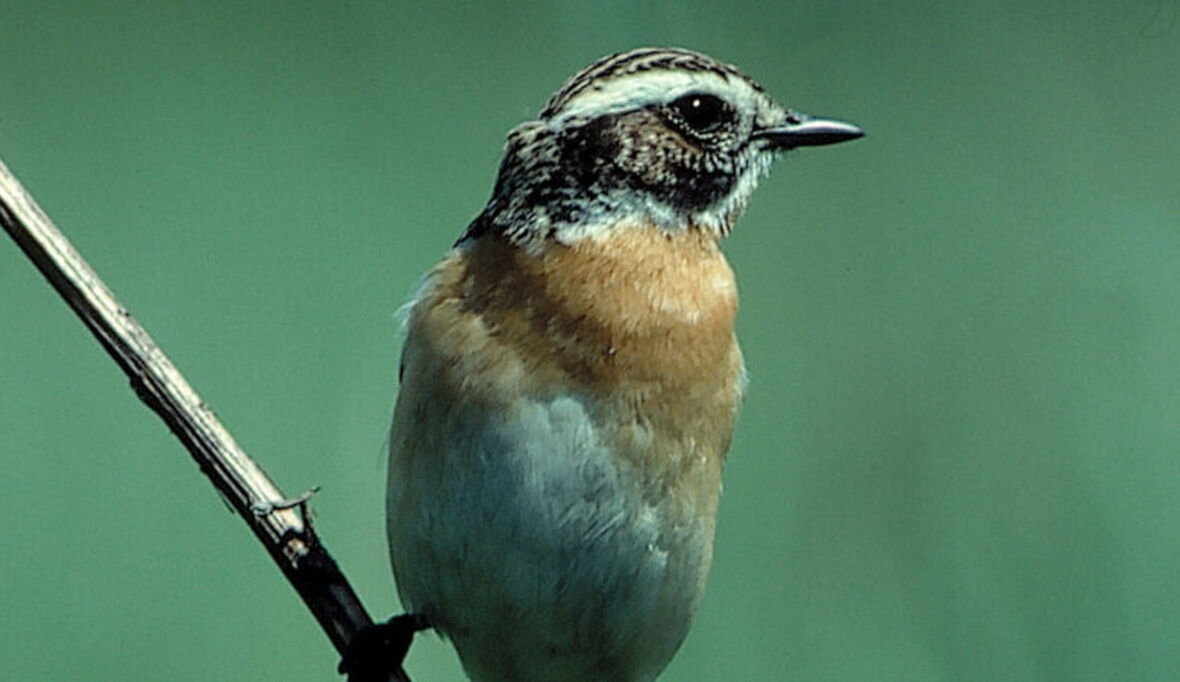 EU-Naturschutz-Richtlinien bleiben