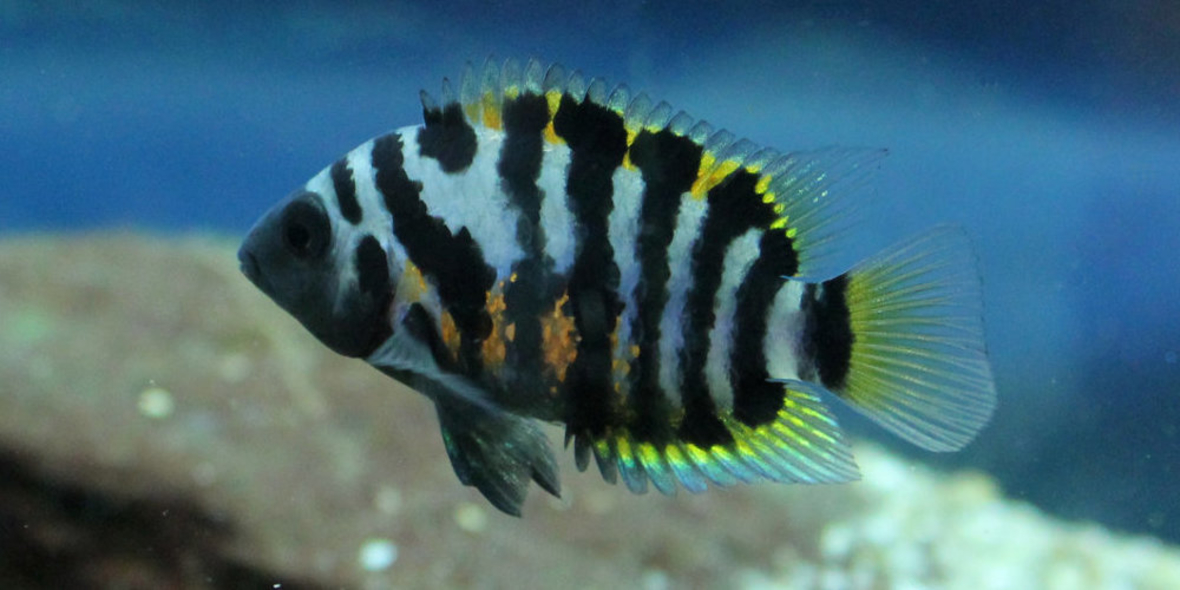 Rheinzufluss mit tropischen Parasiten