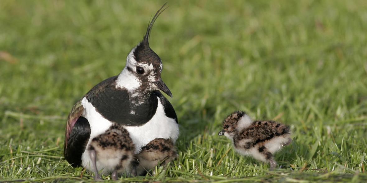 Neue Rote Liste der Brutvögel Deutschlands vorgelegt