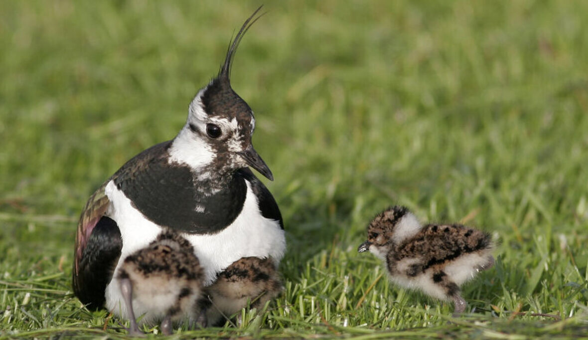 Neue Rote Liste der Brutvögel Deutschlands vorgelegt