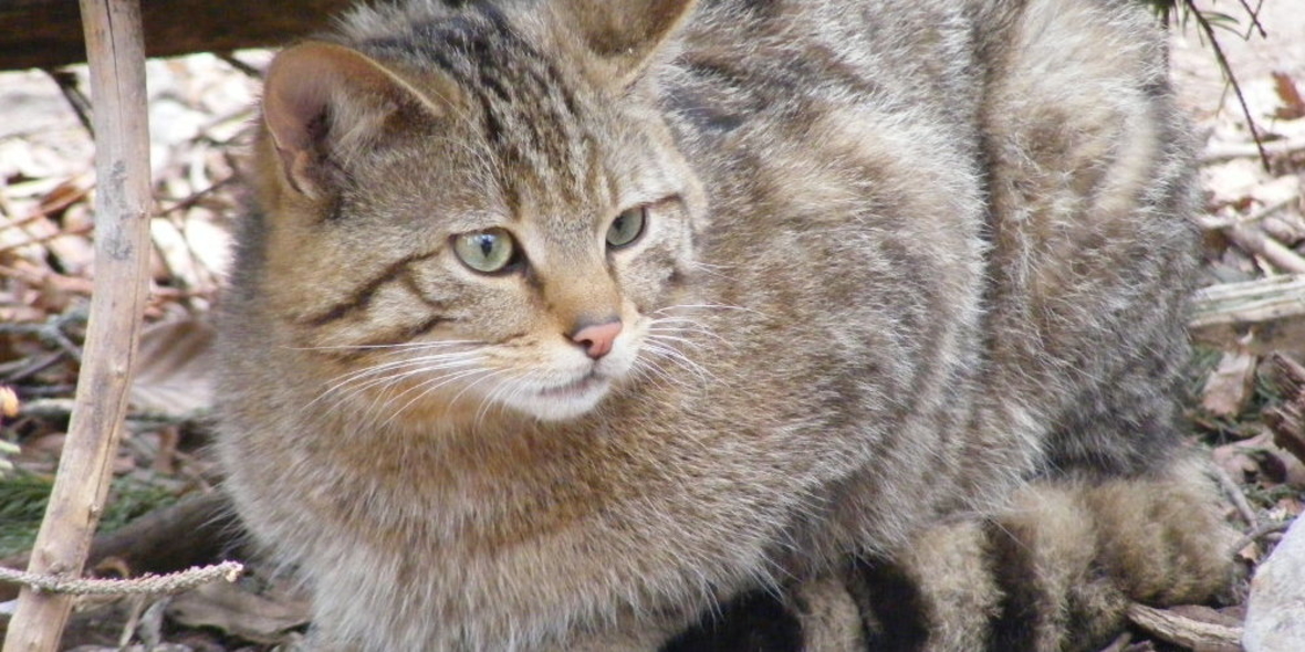 Mehr Wildkatzen als gedacht