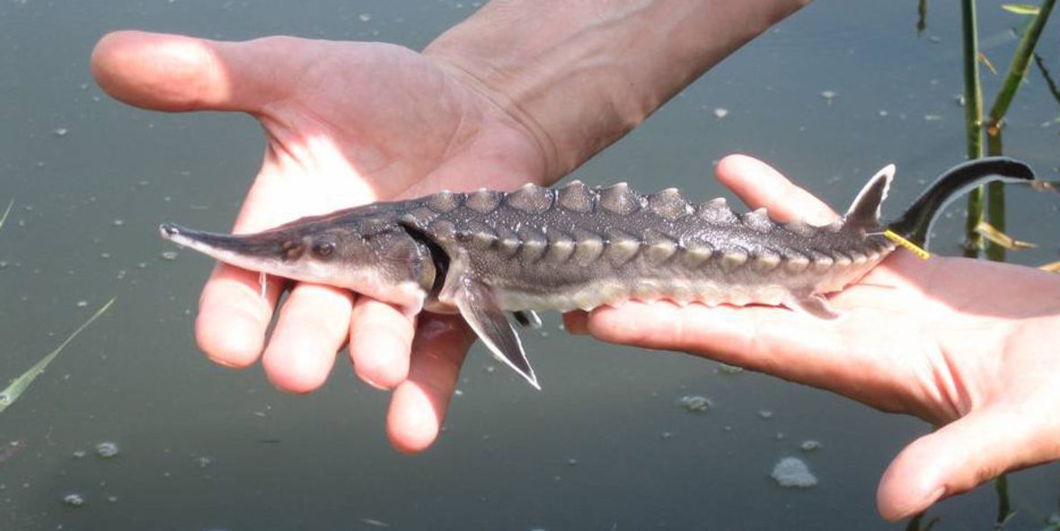 World Fish Migration Day