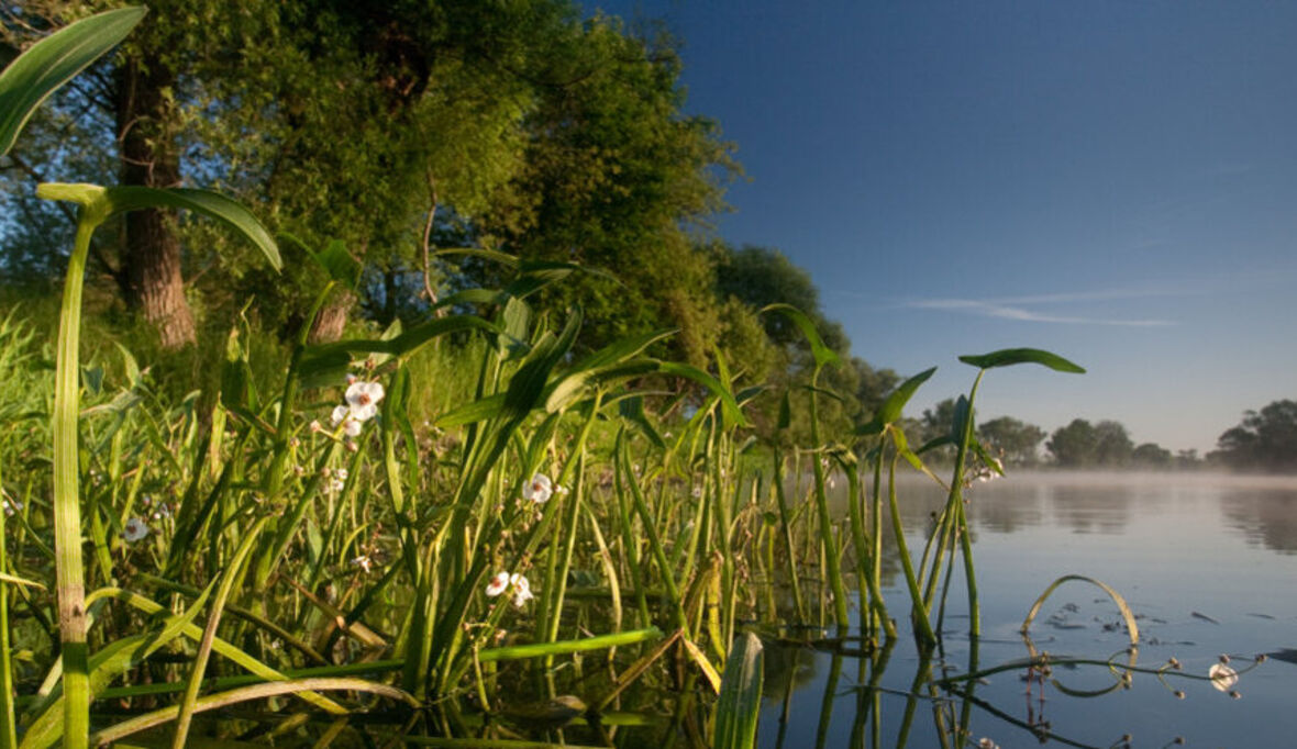 Bundeskabinett stellt Weichen für Fluss-Auen-Förderprogramm