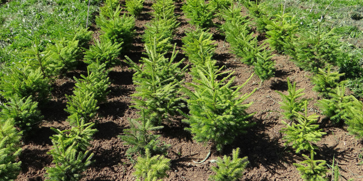 Klimawandel – die Tanne sticht Fichte und Buche aus