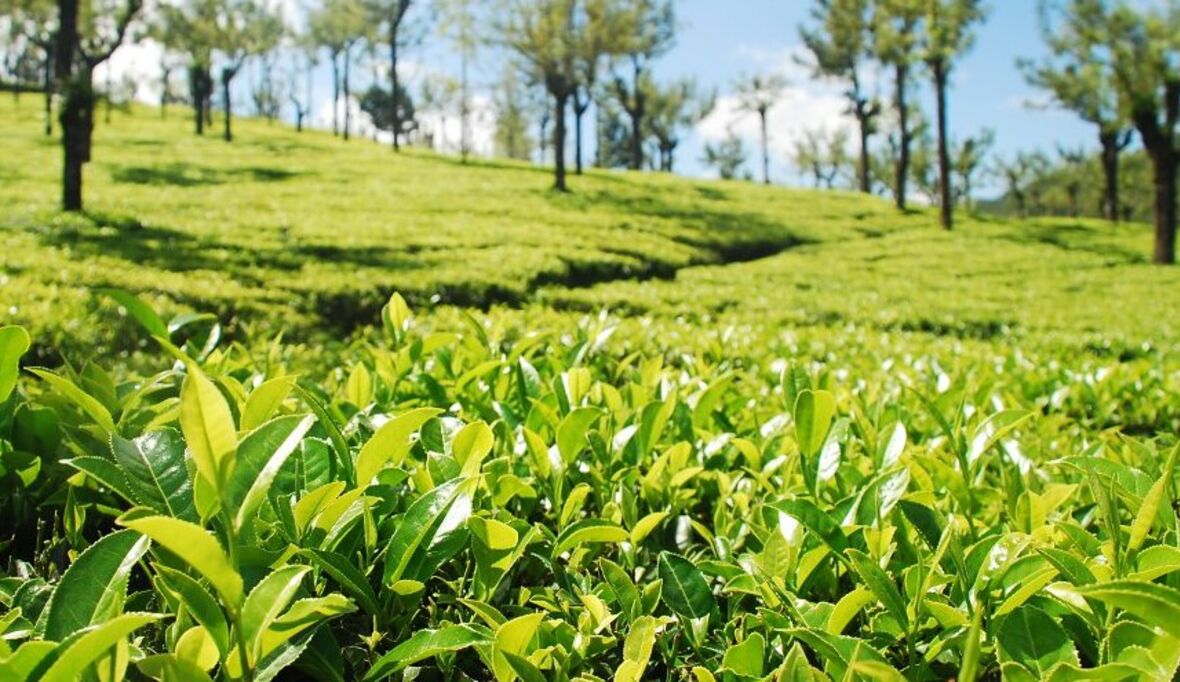 Markt für nachhaltig produzierten Tee wächst weltweit 