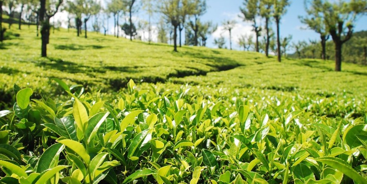 Markt für nachhaltig produzierten Tee wächst weltweit 
