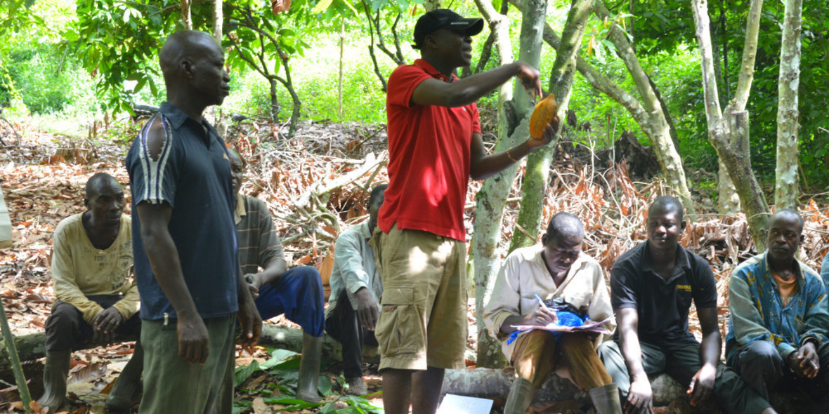 Artenvielfalt erhalten trotz Kakaoanbau