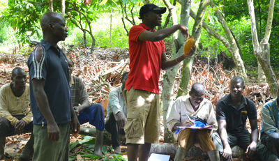 Artenvielfalt erhalten trotz Kakaoanbau