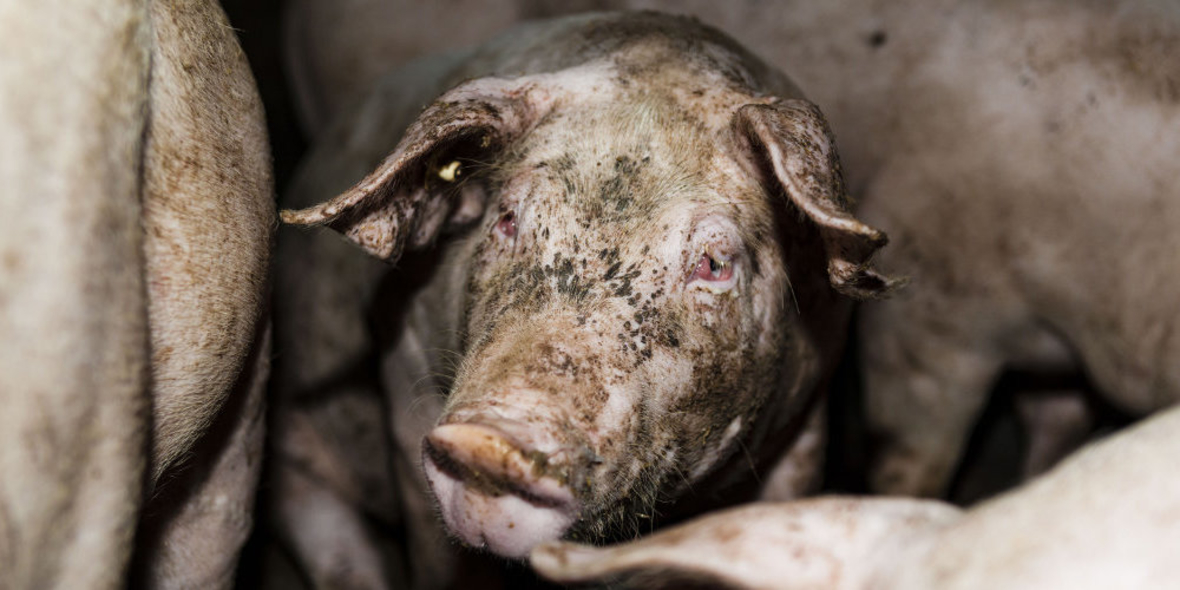 Tierquälerei in Zuliefererbetrieben für Westfleisch