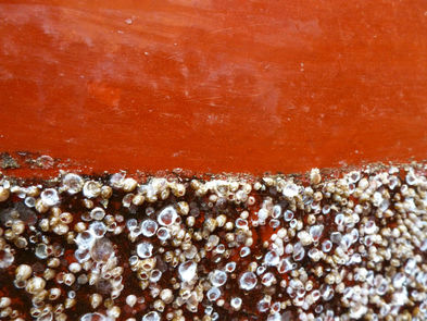 Mit der neuen Beschichtung lassen sich die auf dem Schiffsrumpf angehafteten Seepocken und Muscheln leicht abbürsten, der Lack ist nicht angegriffen