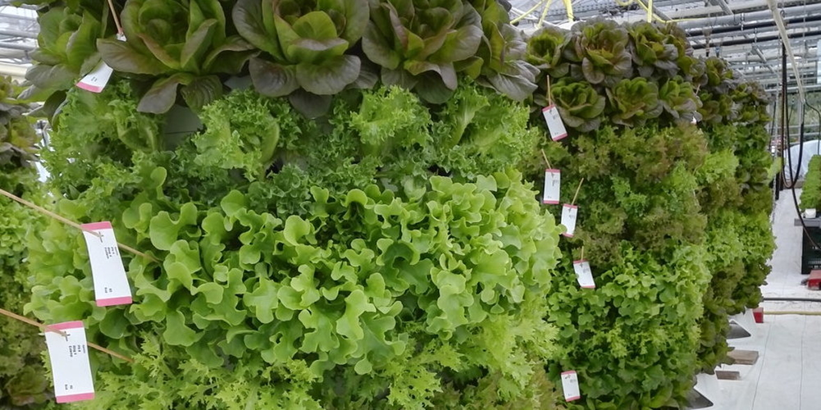 Pestizidfreies Urban Farming mit Pflanztonnen