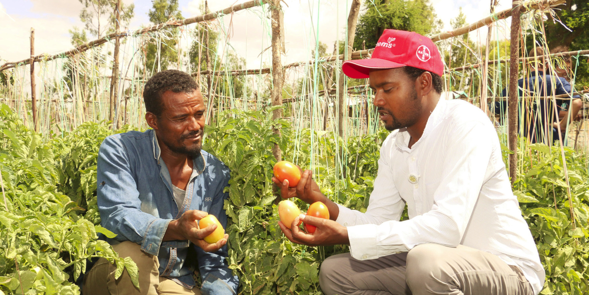 Bayer fördert hochwertiges Gemüsesaatgut in Äthiopien