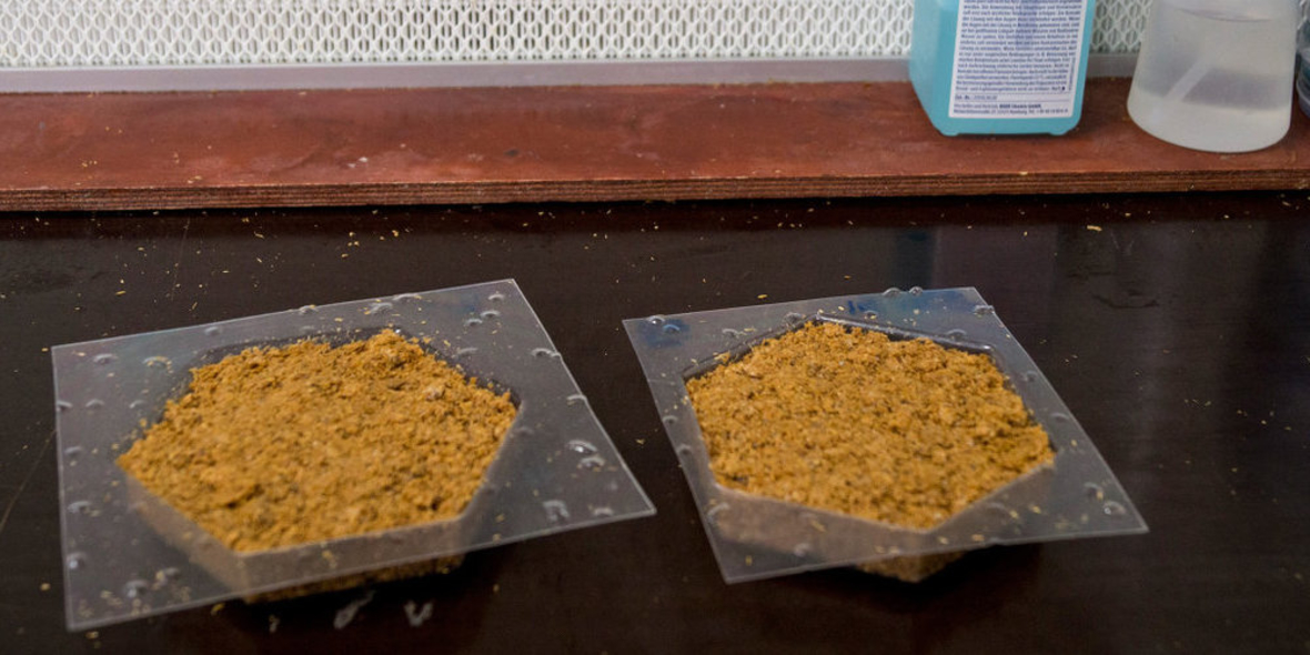 Nachhaltiger Baustoff: Pilze als Dämmmaterial nutzen