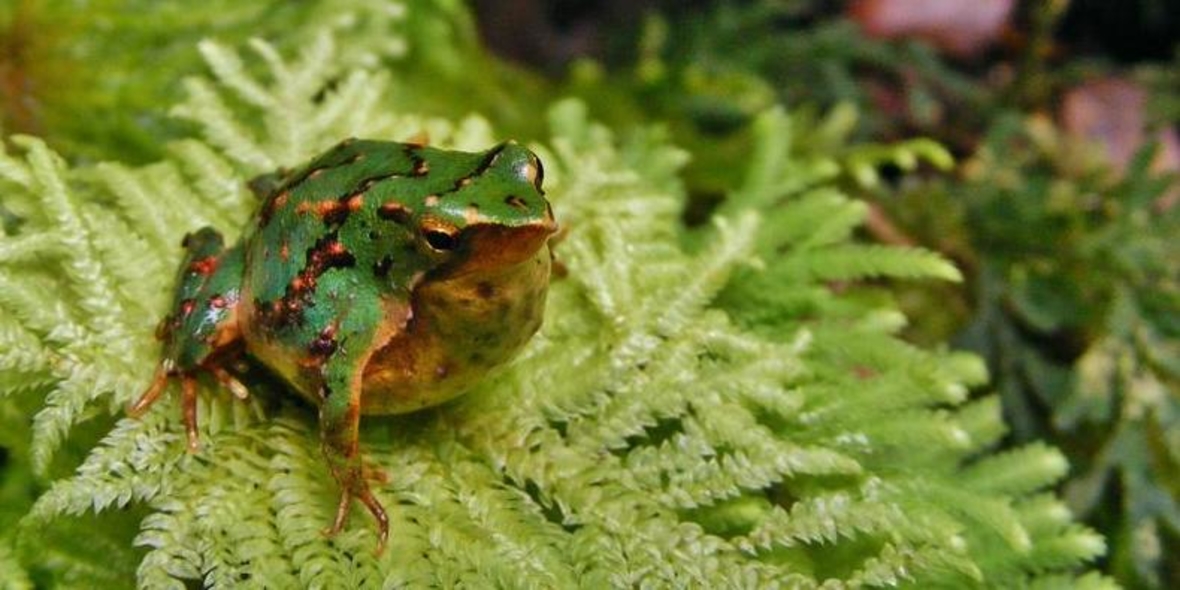 Darwins Frosch vom Aussterben bedroht