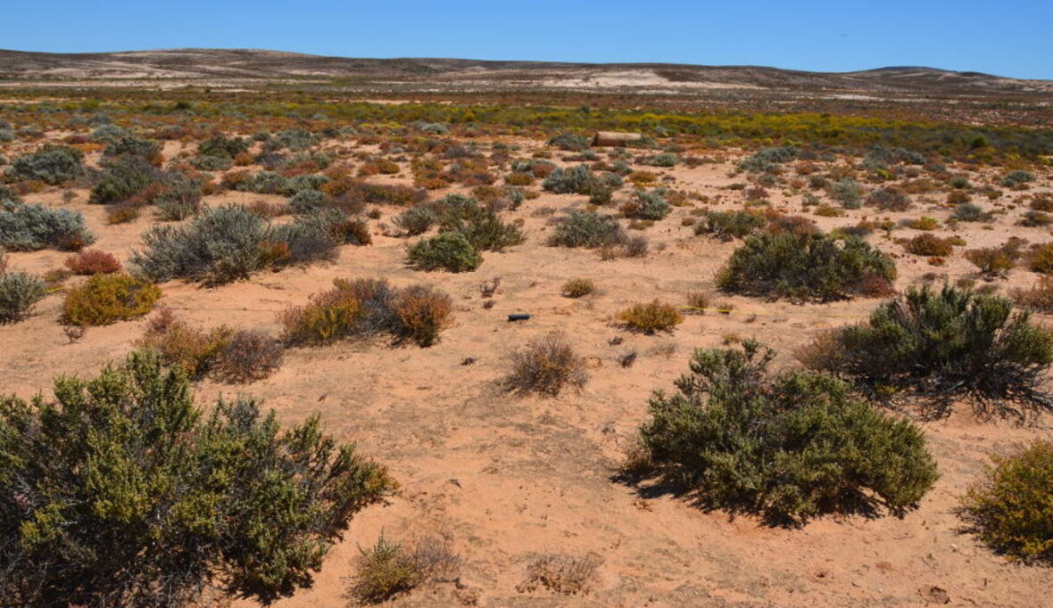 Globaler Wandel gefährdet Bodenkrusten in Trockengebieten