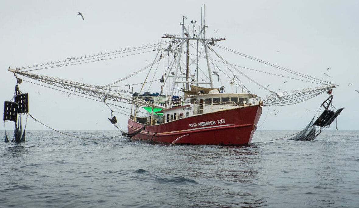 Nigeria geht gegen „nachhaltige“ Shrimp-Fischerei vor