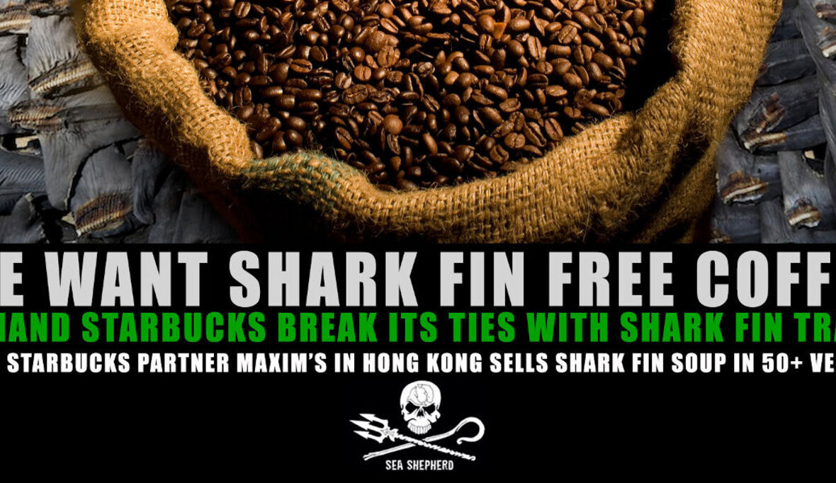 Kritik an Starbucks Haifischflossen-Kooperation 