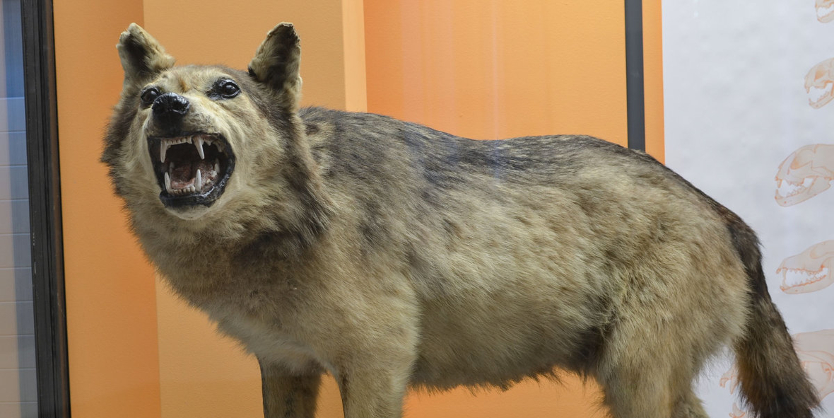 Der Eifel-Wolf: trauriger Zeuge der lokalen Ausrottung einer Art