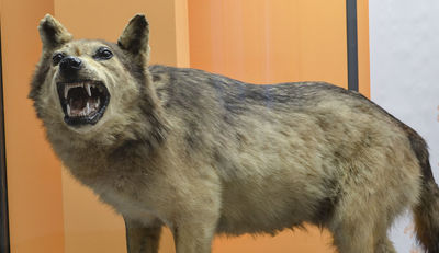 Der Eifel-Wolf: trauriger Zeuge der lokalen Ausrottung einer Art