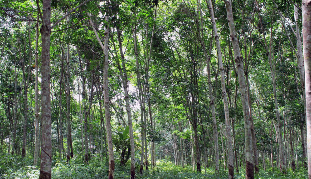 Kautschuk nachhaltig anbauen