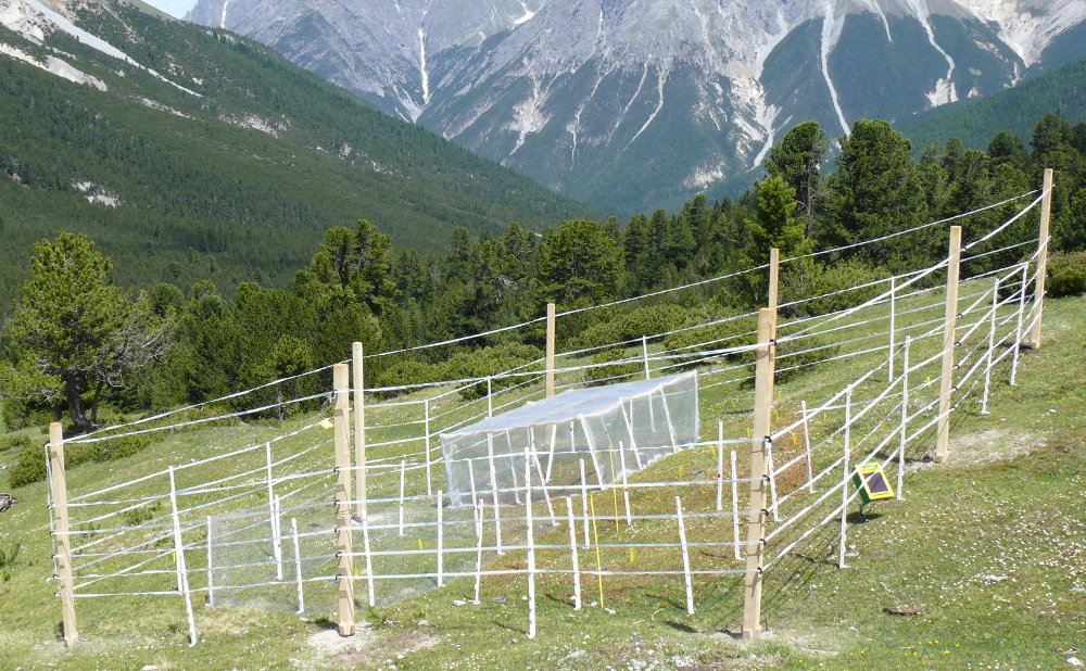 Das Auszäunungsexperiment im Schweizerischen Nationalpark: Der äussere Zaun hielt Hirsche von der Fläche fern, innerhalb des grossen Zauns schlossen weitere Zäune Säugetiere und wirbellose Tiere aus.