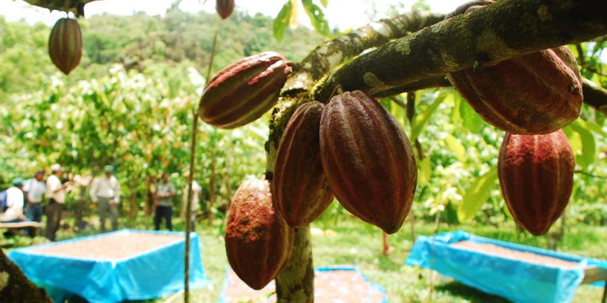 Rainforest Alliance startet Projekt in Honduras