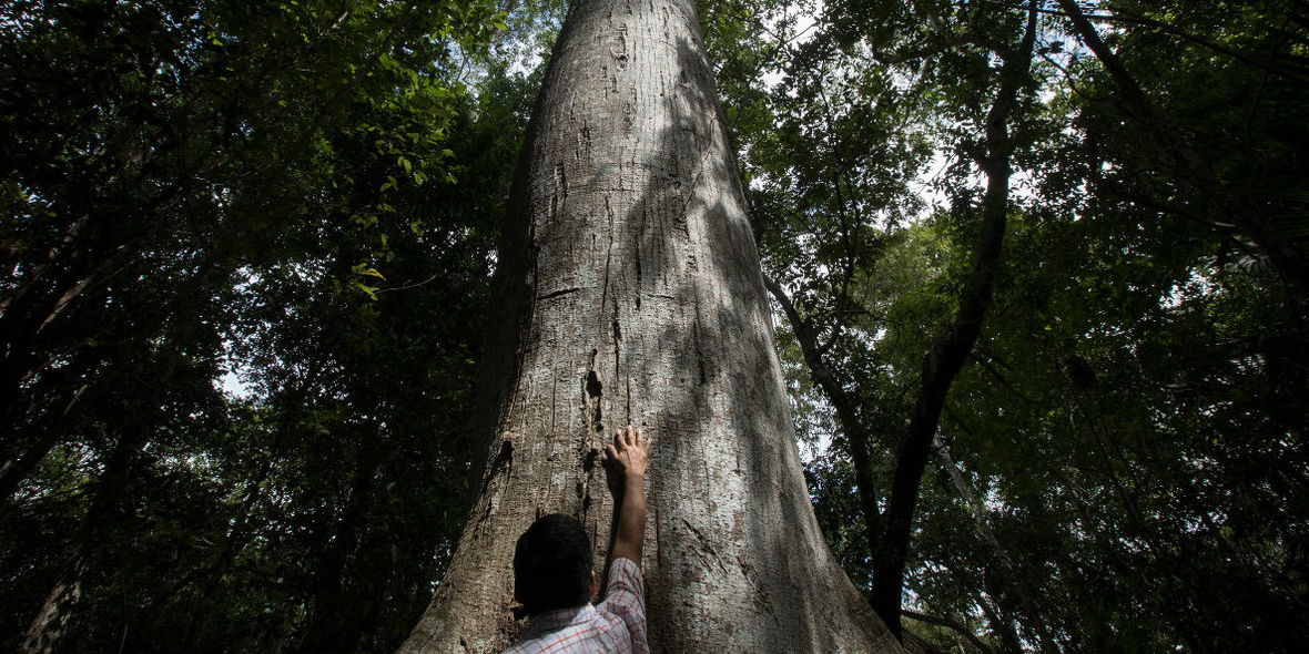 Der Wald als Klimaschützer