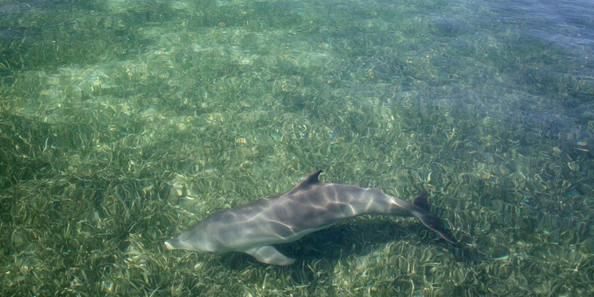 Klimawandel bedroht Überleben der Delfine