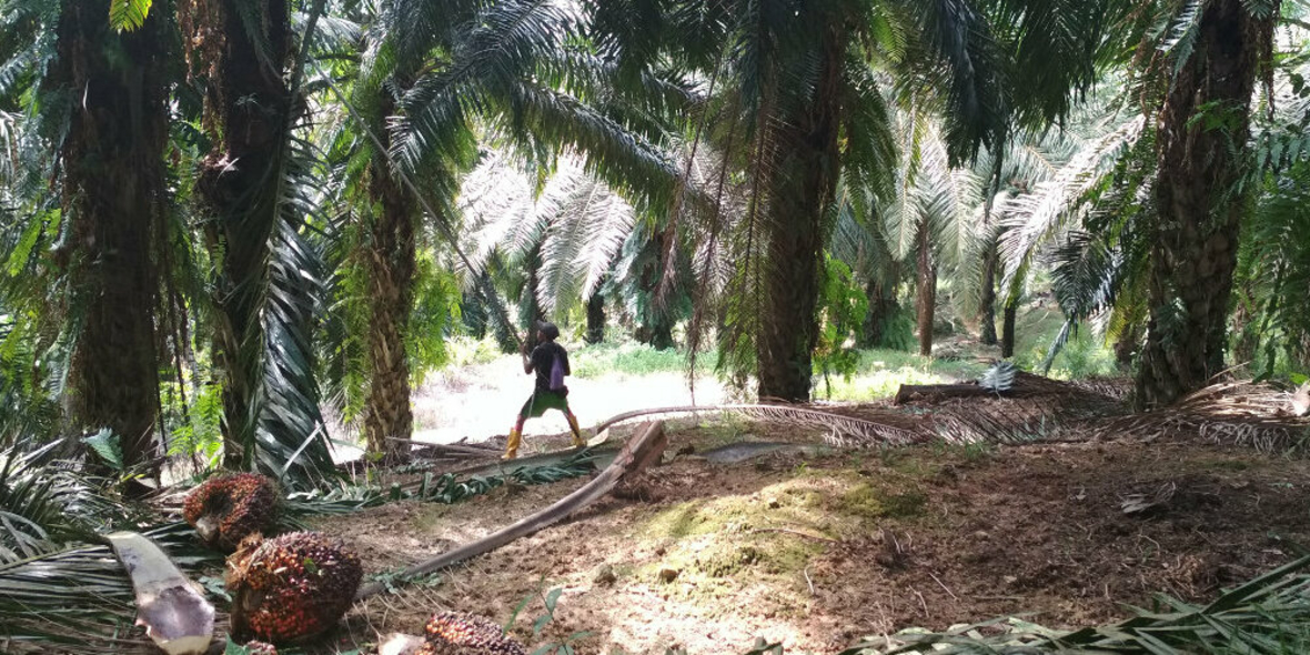Importiert Nestlé Palmöl aus Zwangs- und Kinderarbeit?