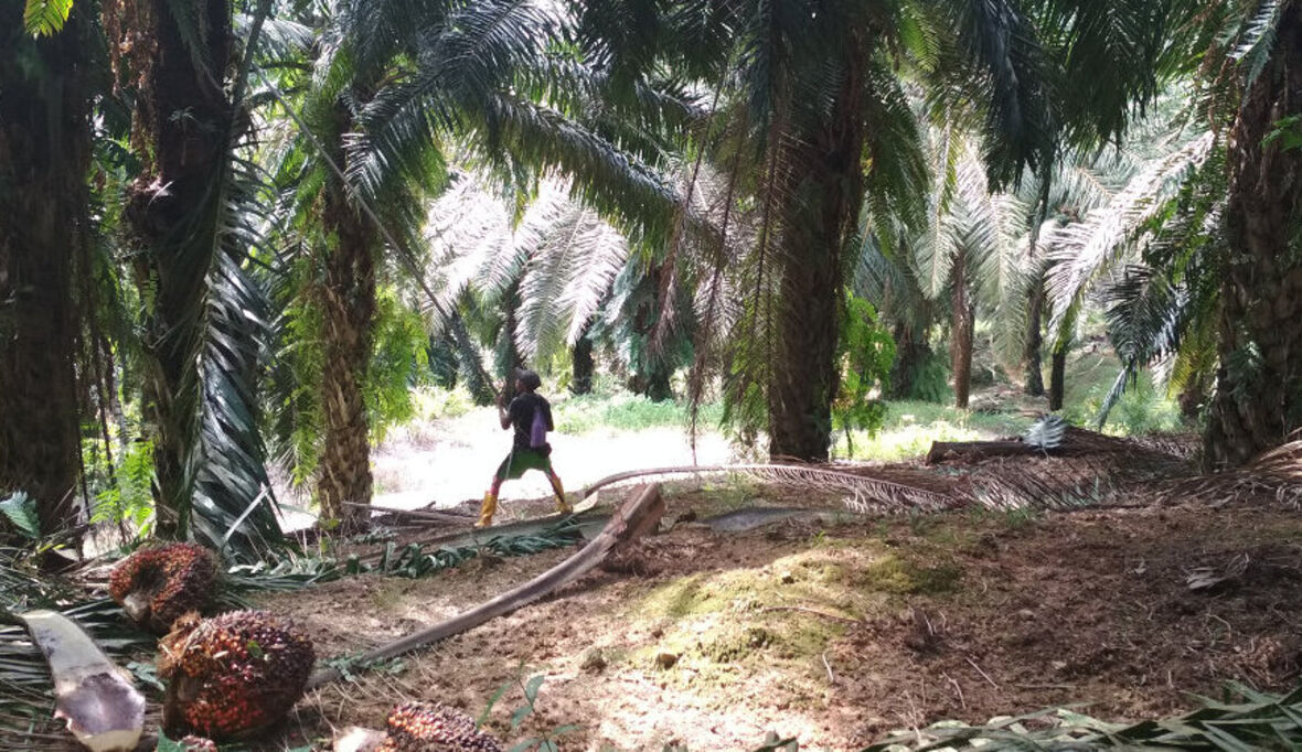 Importiert Nestlé Palmöl aus Zwangs- und Kinderarbeit?