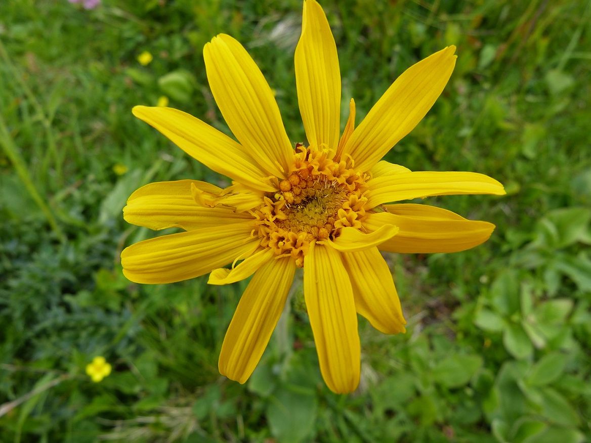 Die Heilpflanze Arnika (Arnica montana) ist in Norddeutschland bereits fast ausgestorben.