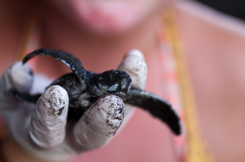 Costa Rica: Lederschildkröte