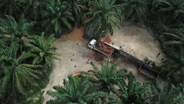 Arbeit auf einer Palmölplantage