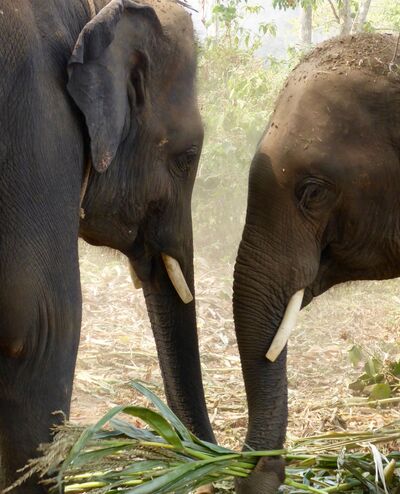 Thailand: Elefanten Chiang Mai
