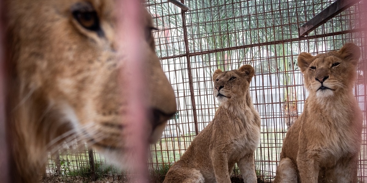 Gaza: Rettung von 47 Zootieren