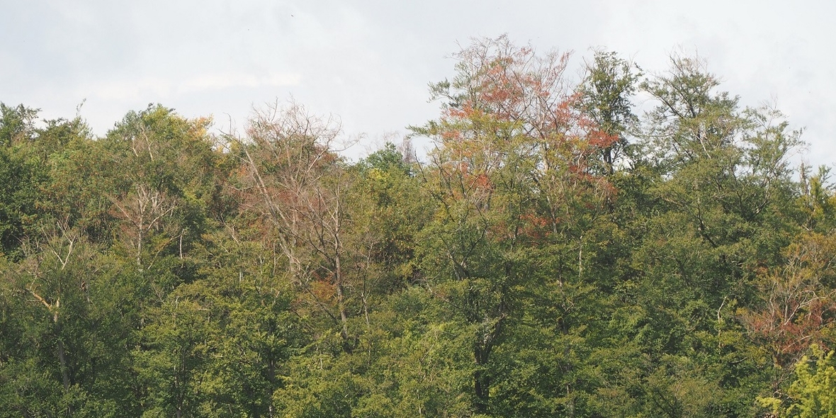 Anpassung der Wälder an den Klimawandel