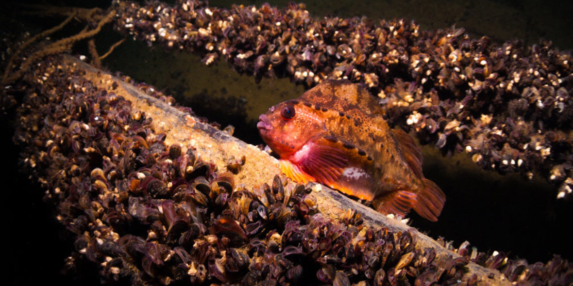 VR-Welt „OstseeLIFE“ auf der Wassersportmesse boot