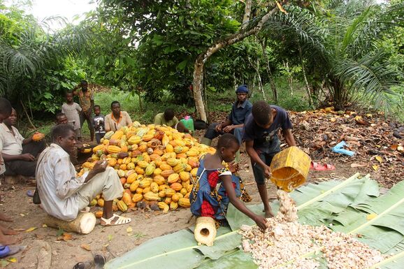 Die Kinder der Bäuerinnen und Bauern der INADES Formation helfen ihren Eltern immer noch hin und wieder bei der Kakao-Ernte. Dank des Zusammenschluss als Genossenschaft und den Verkauf der fairen und biologisch angebauten Frucht sind die Jüngsten nun jedoch nicht gezwungen dies zu tun. 